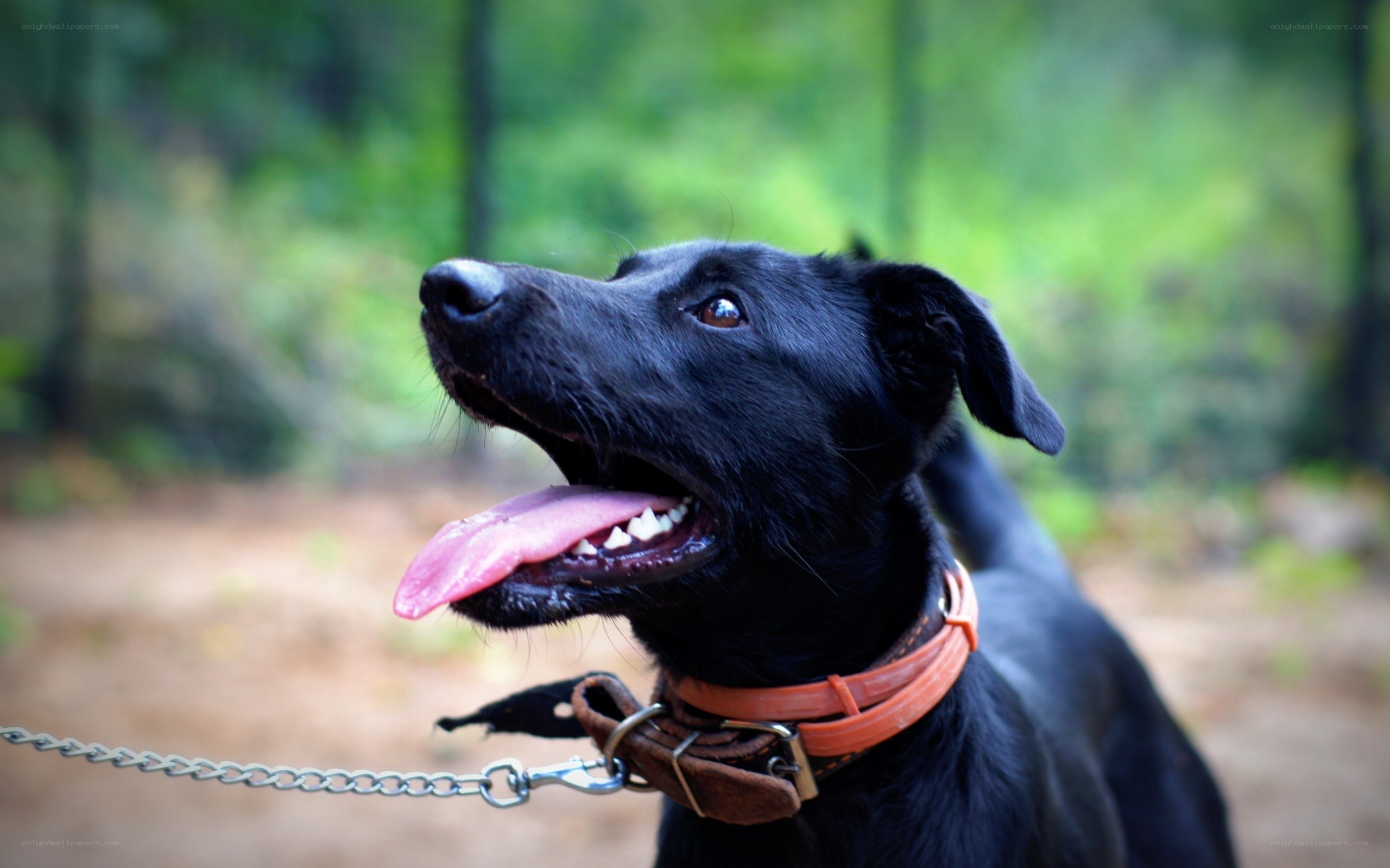 black dog on a leash