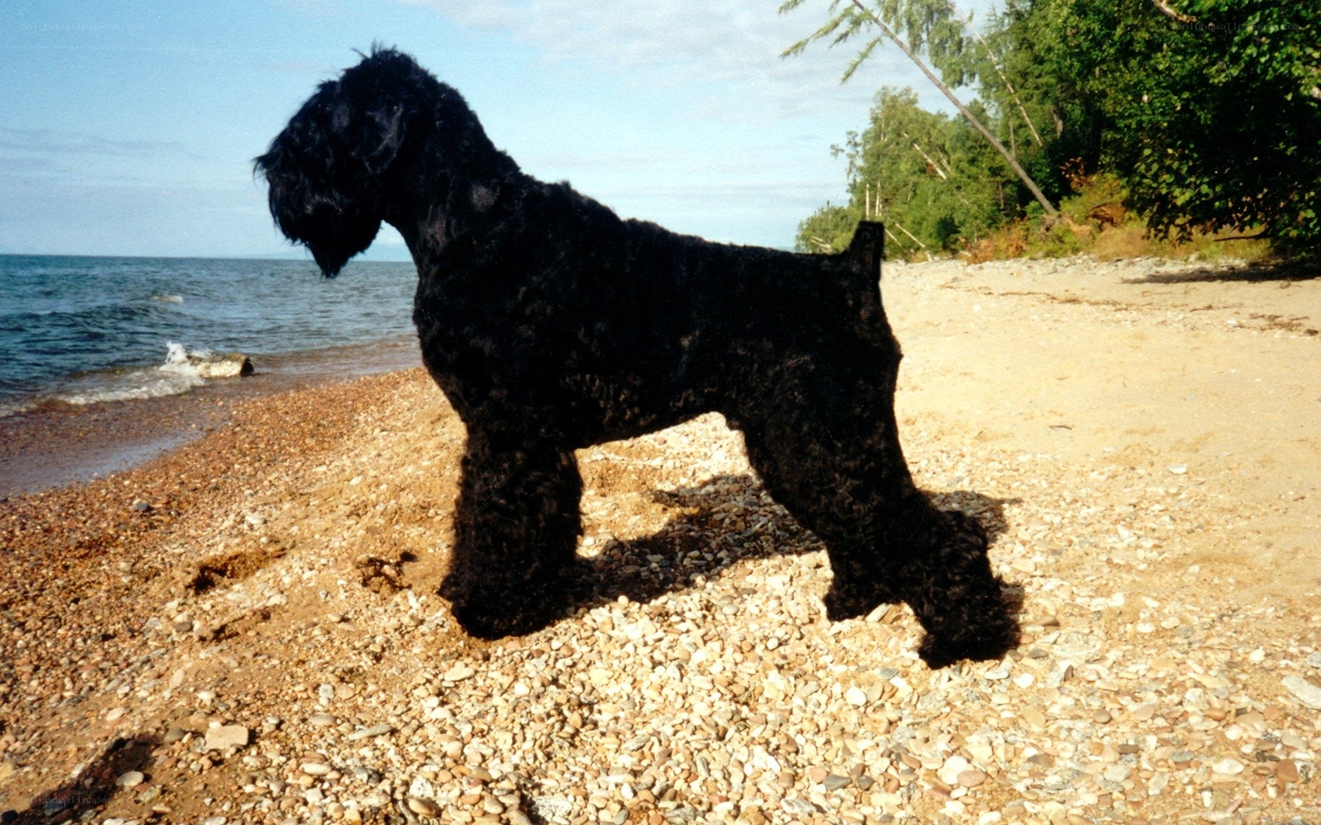 Black dog on a pebble beach
