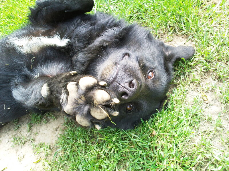 Black Dog on Back