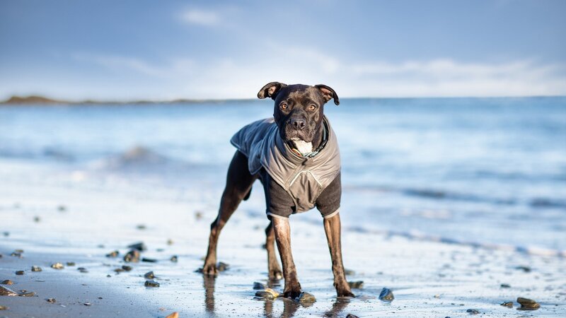 Black Dog on Beach — Blue, Calm