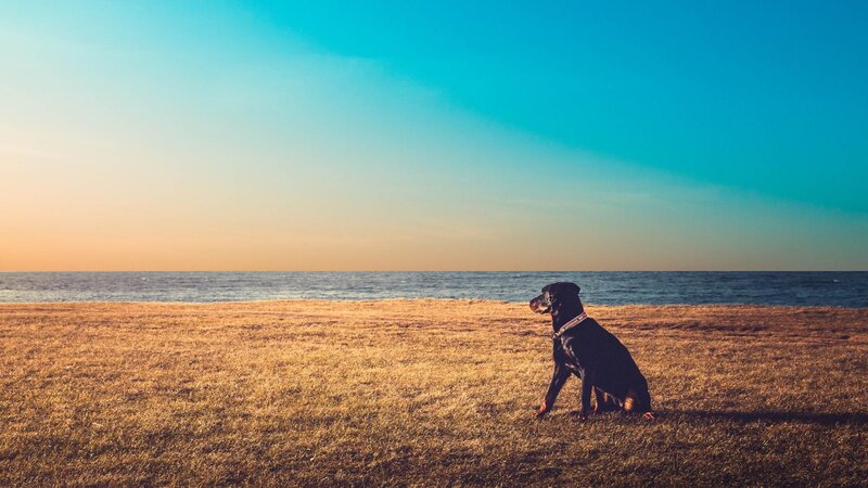 Black Dog on Beach — Blue, Serene