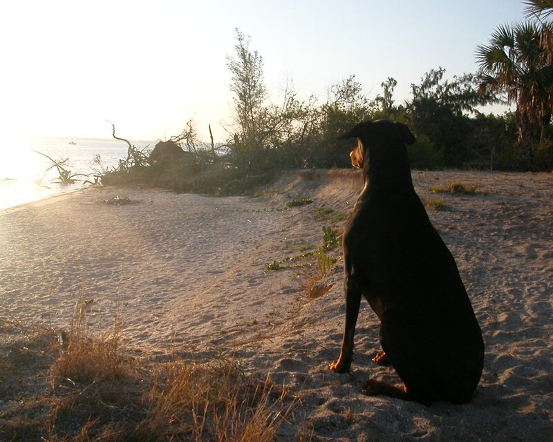 Black Dog on Beach — Brown, Serene