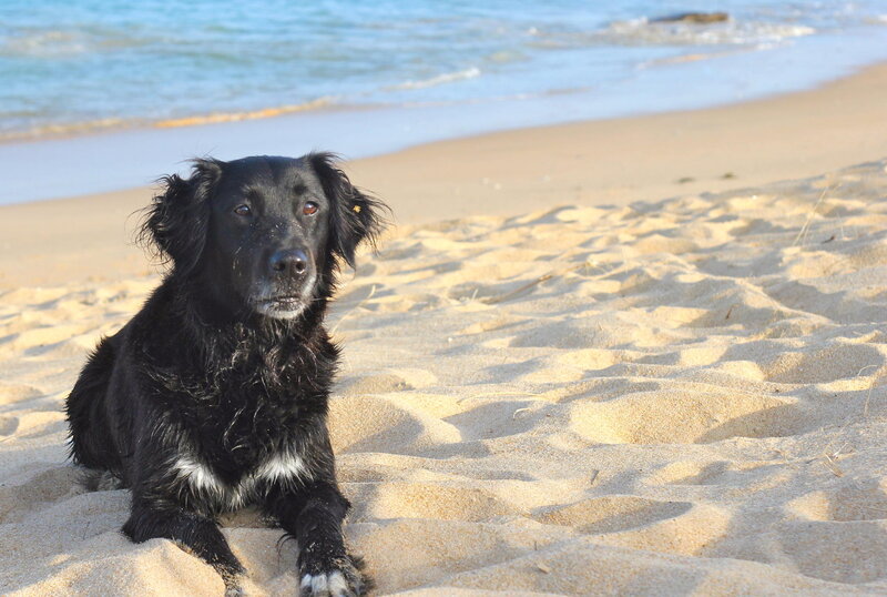 Black Dog on Beach — Calm, Afternoon, Photograph