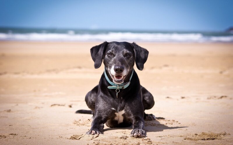 Black Dog on Beach — Calm, Afternoon