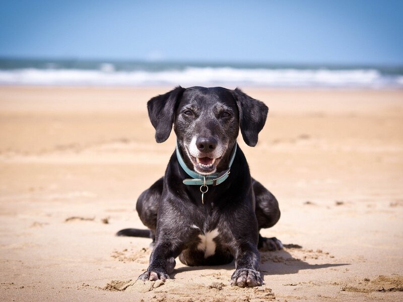 Black Dog on Beach — Calm