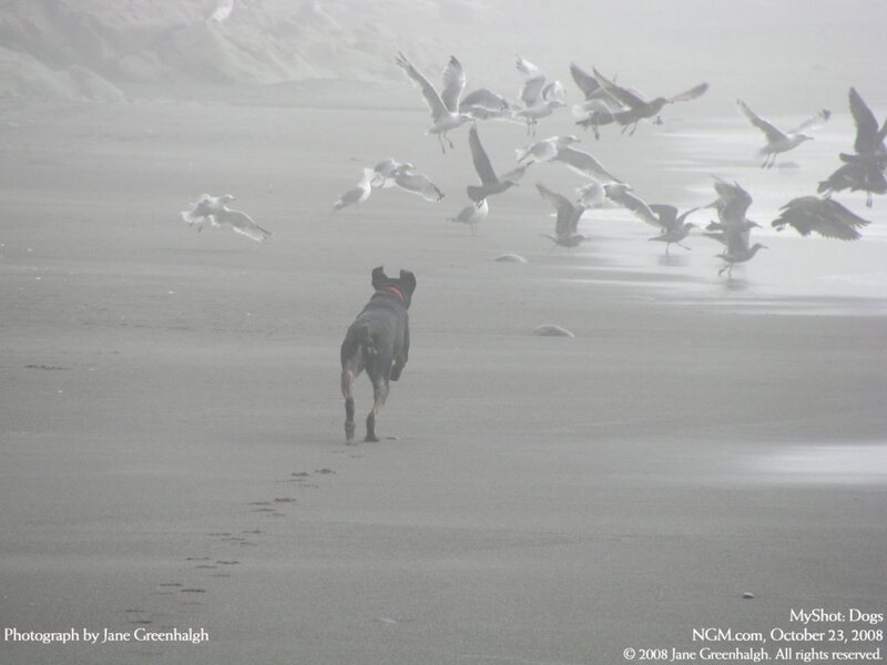 Black Dog on Beach