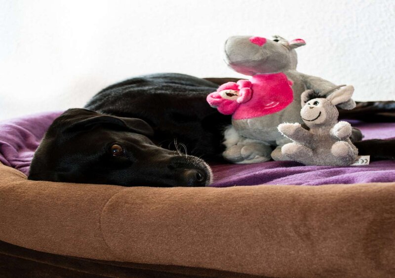 Black Dog on Bed — Brown