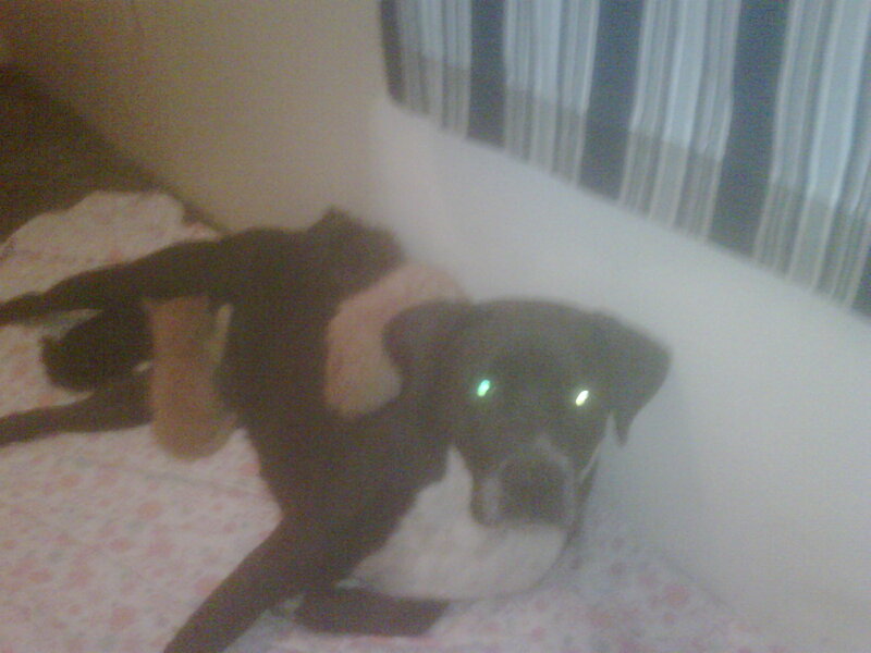 Black Dog on Bed — Calm