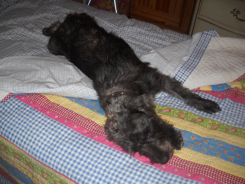 Black Dog on Bed