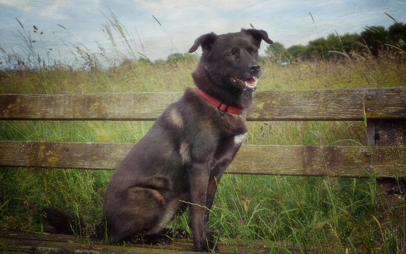 Black Dog on Bench — Calm, Afternoon