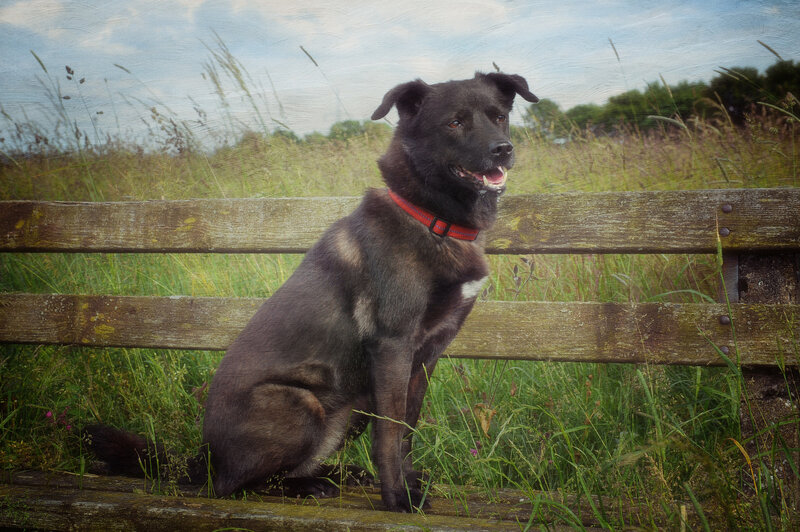 Black Dog on Bench — Calm