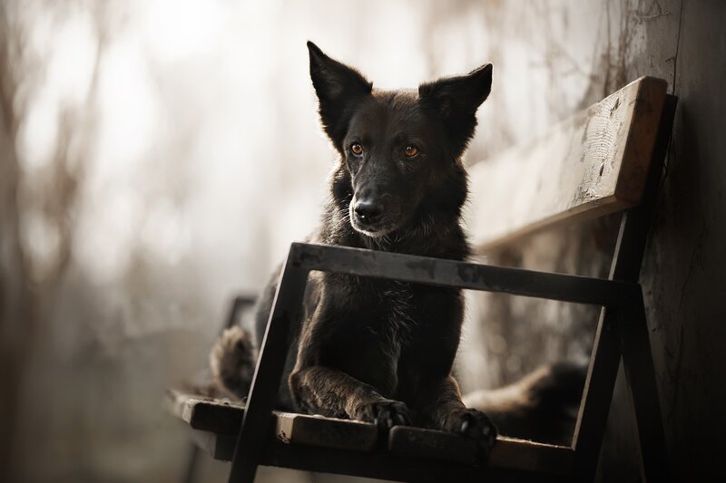 Black Dog on Bench — Dramatic