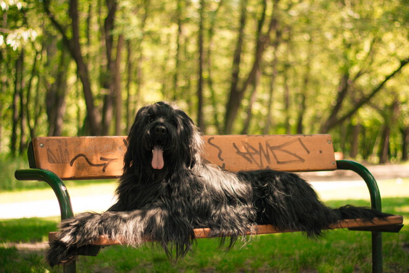 Black Dog on Bench — Green
