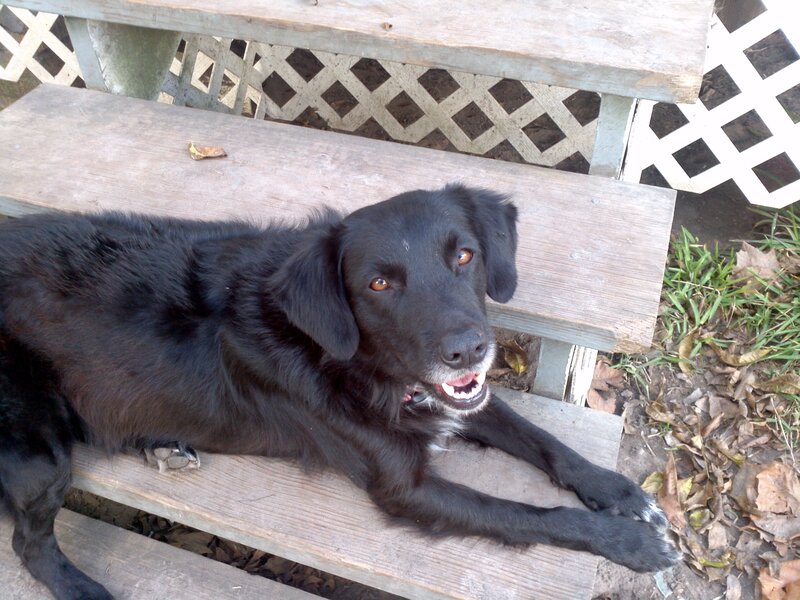 Black Dog on Bench