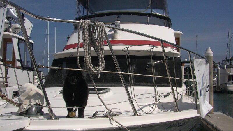 Black Dog on Boat