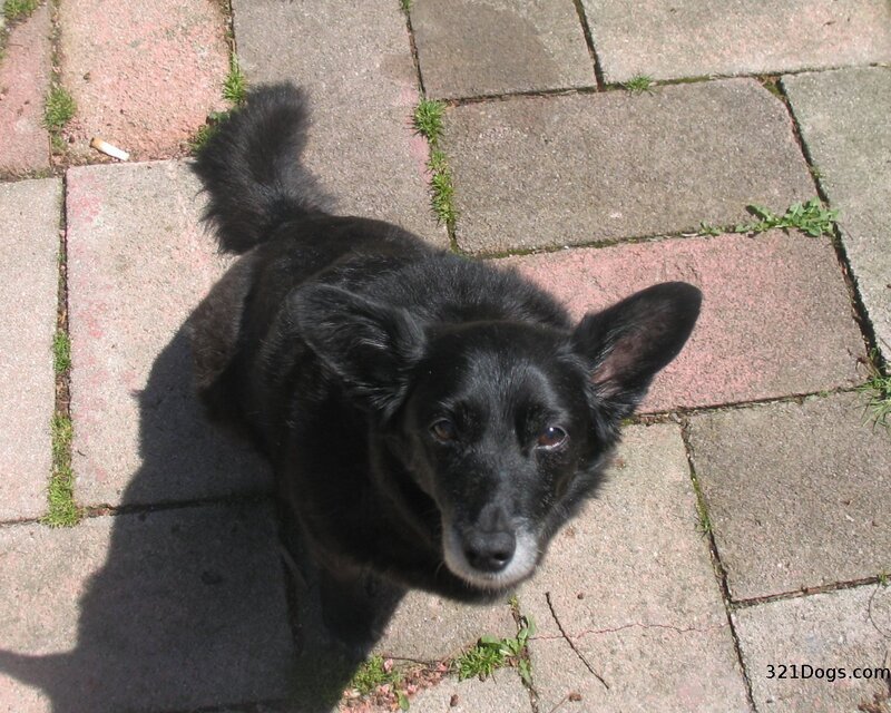 black dog on brick path