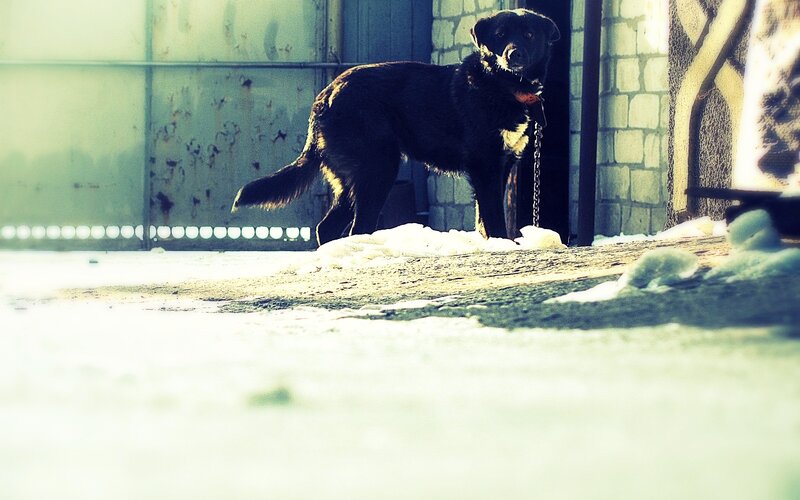 Black Dog on Chain