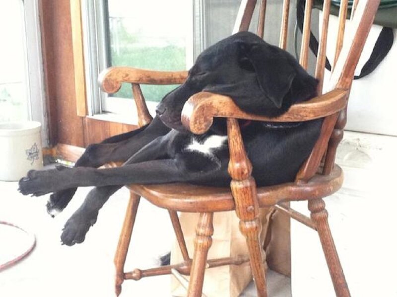 Black Dog on Chair