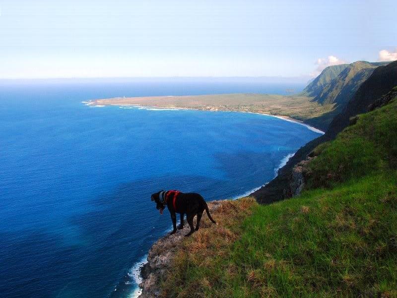 Black Dog on Cliff — Blue