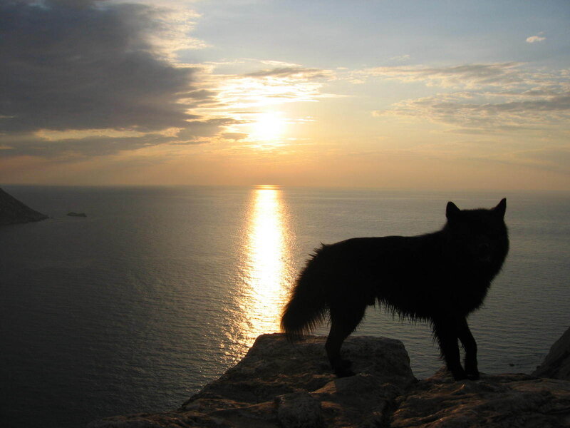 Black Dog on Cliff — Serene