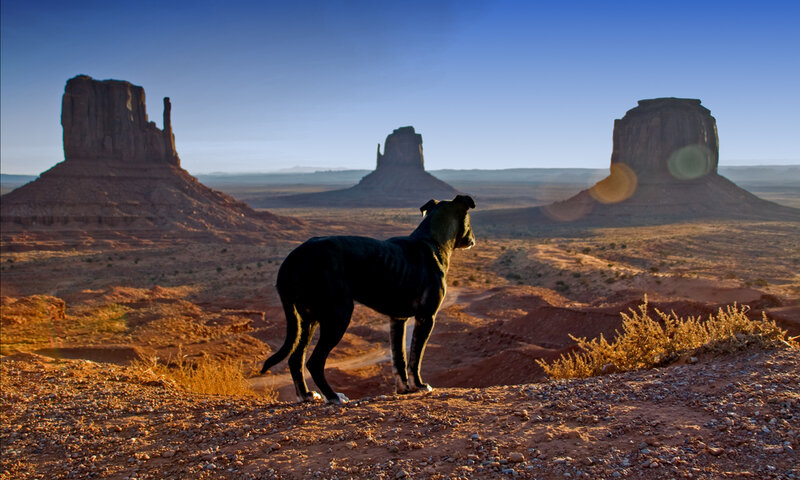 Black Dog on Cliff