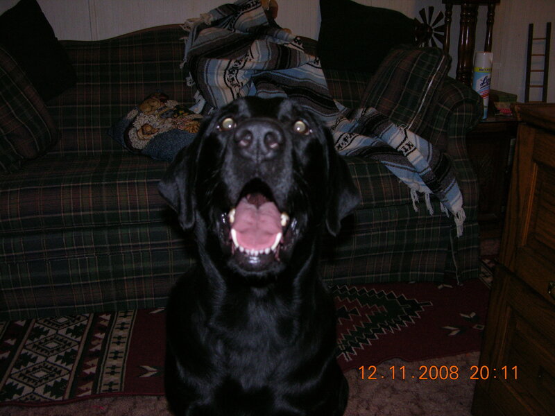 black dog on couch