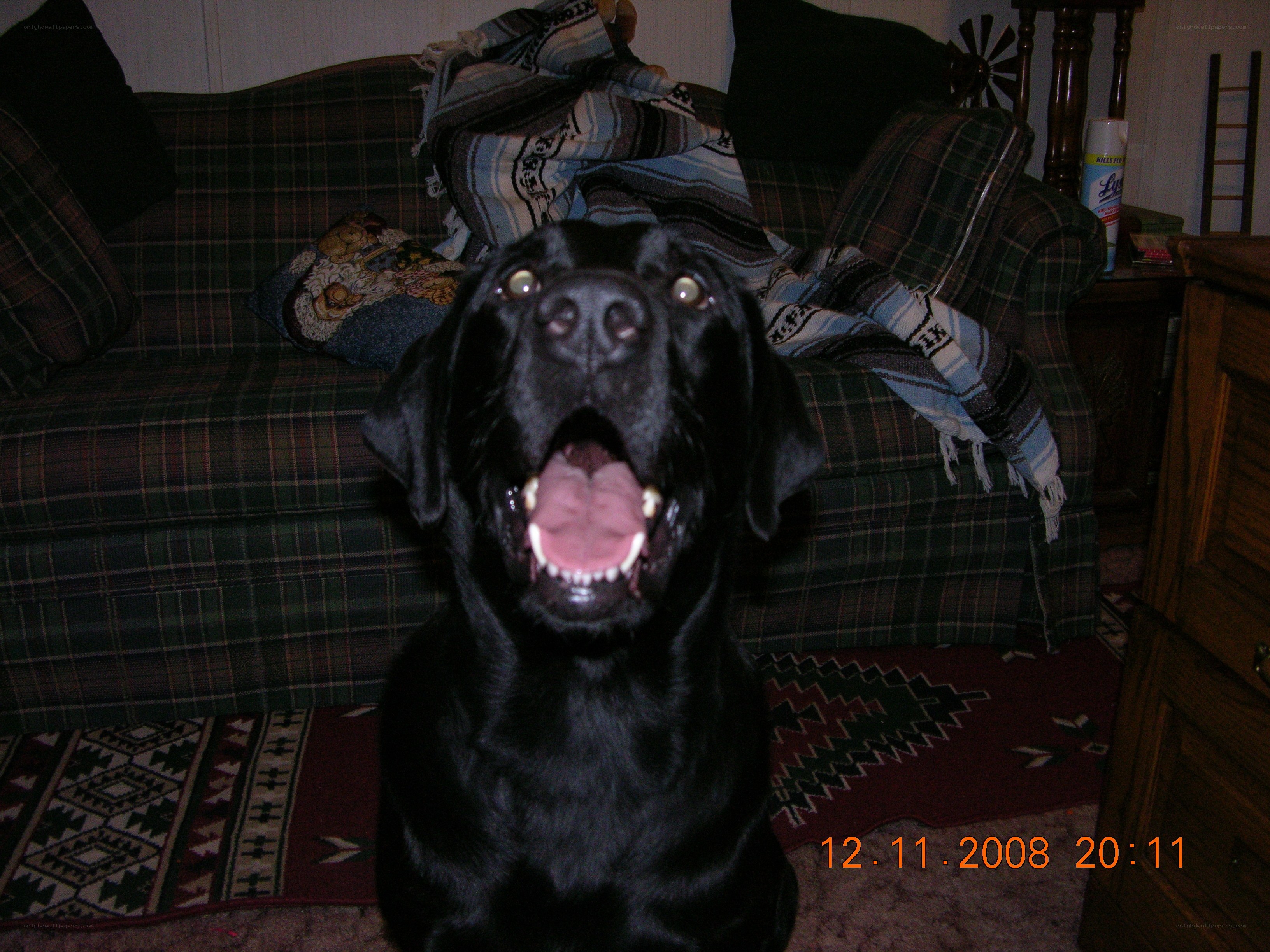black dog on couch