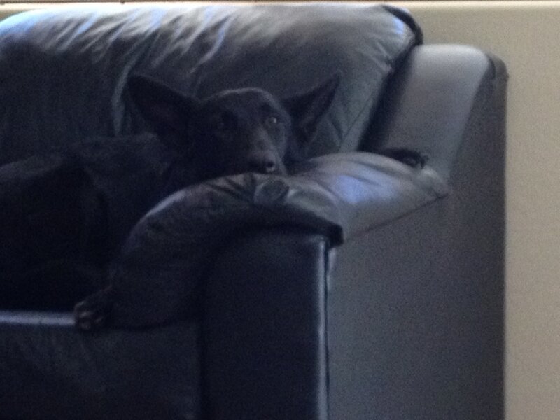 Black Dog on Couch — Calm