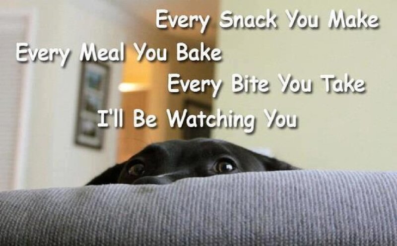 Black Dog on Couch — Gray