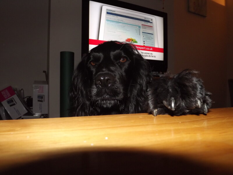 Black Dog on Desk