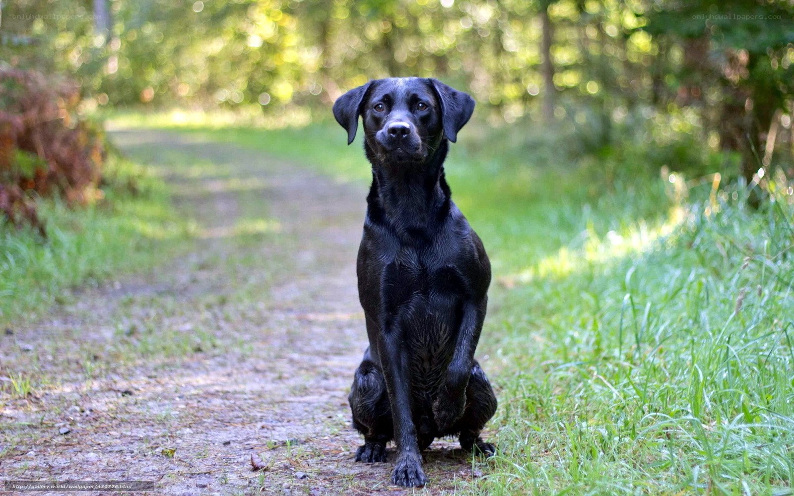 Black dog on forest path