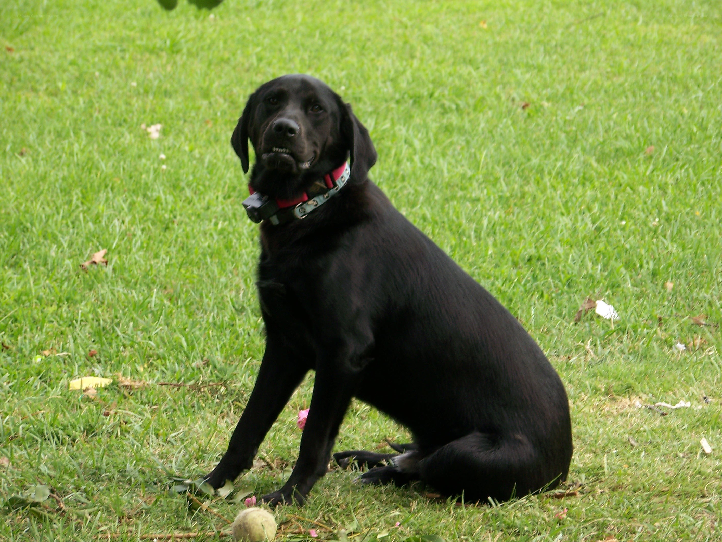 black dog on grass
