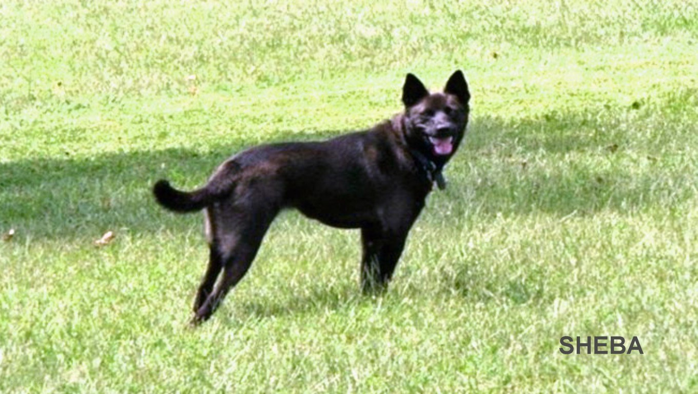 black dog on grass