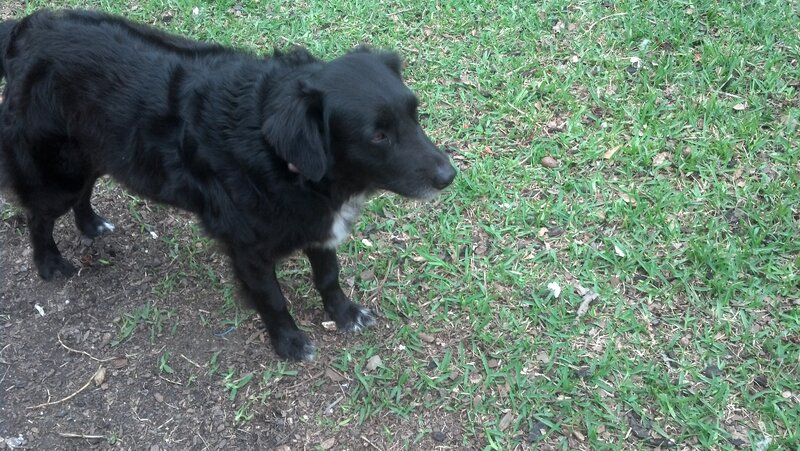 Black Dog on Grass — Calm