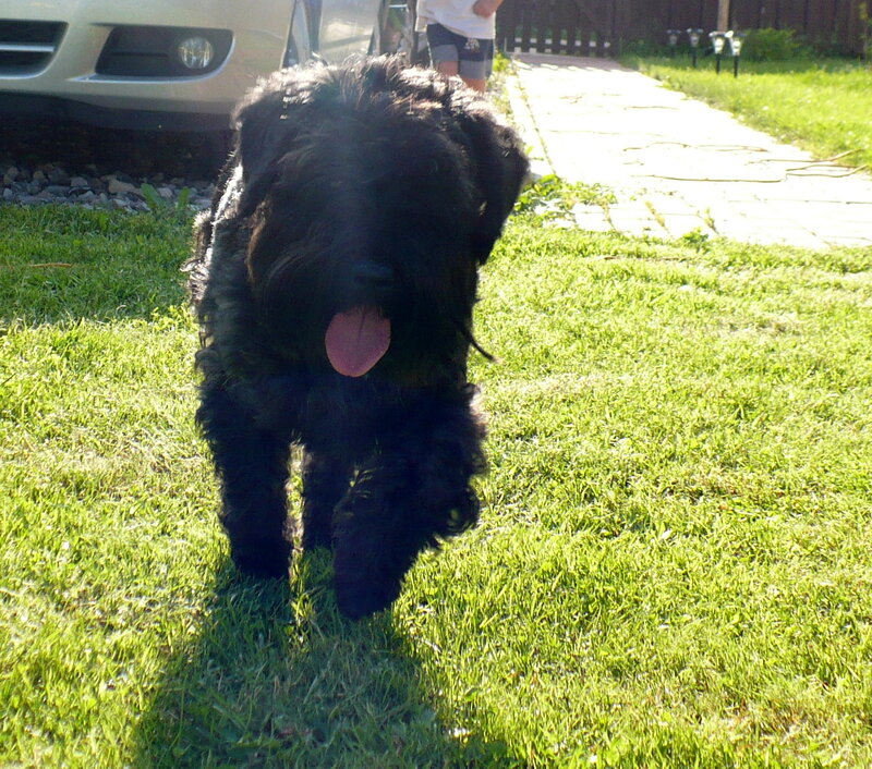 Black Dog on Grass — Green, Bright
