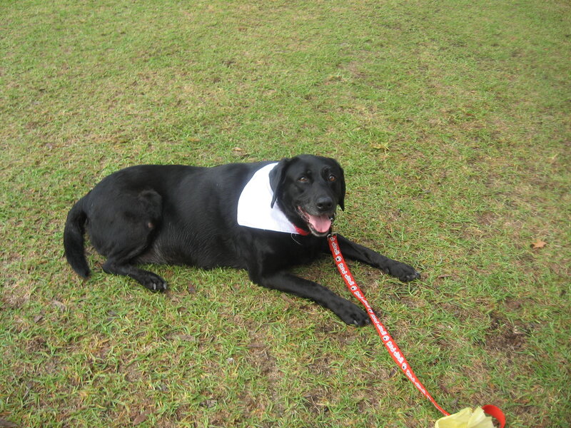 Black Dog on Grass — Green, Relaxed