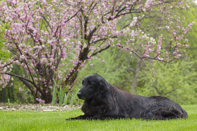 Black Dog on Grass — Green