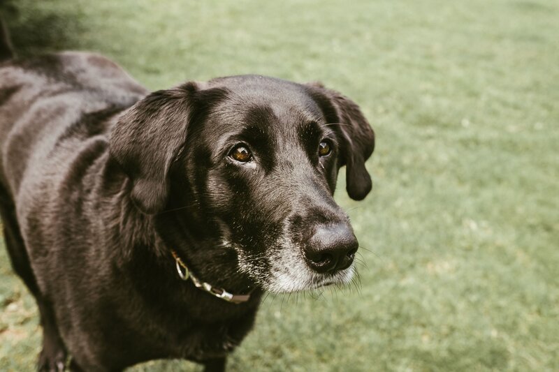 black dog on grass