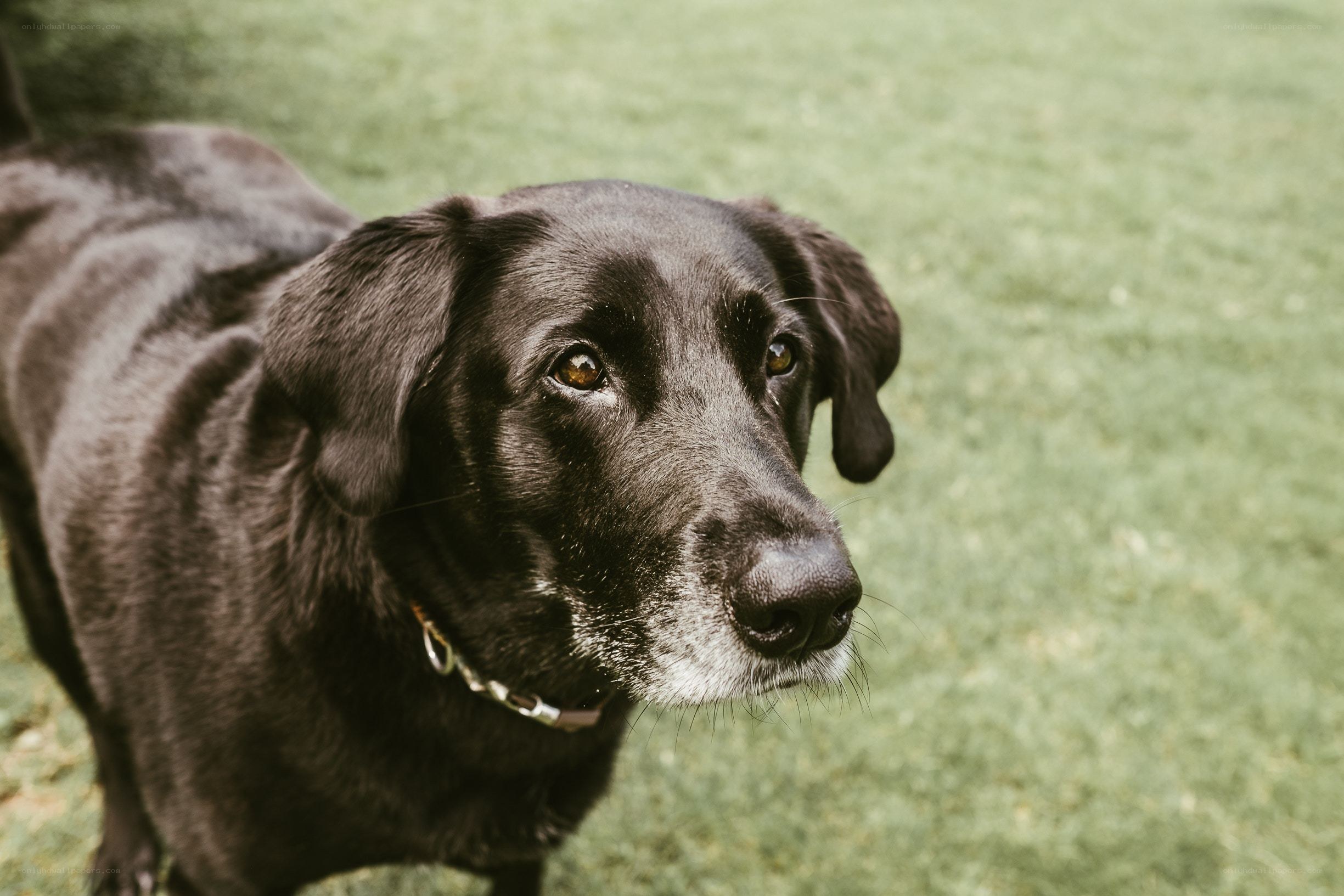 black dog on grass