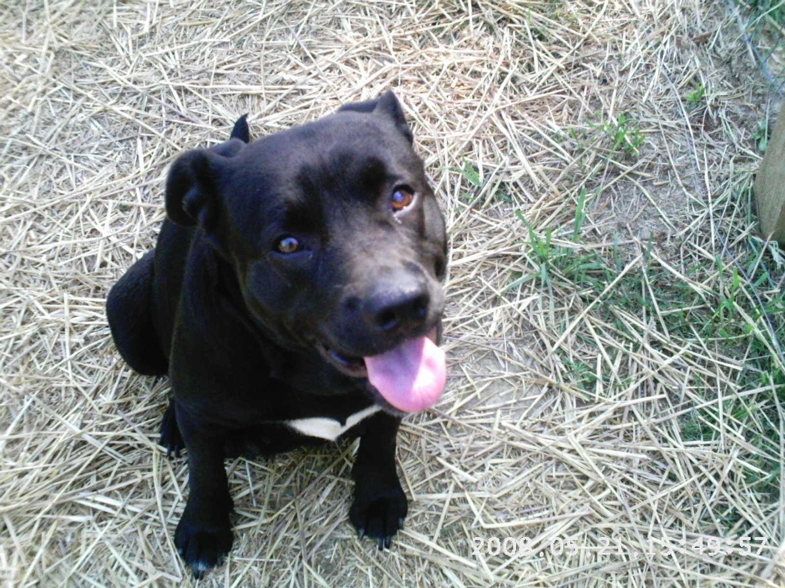 black dog on hay