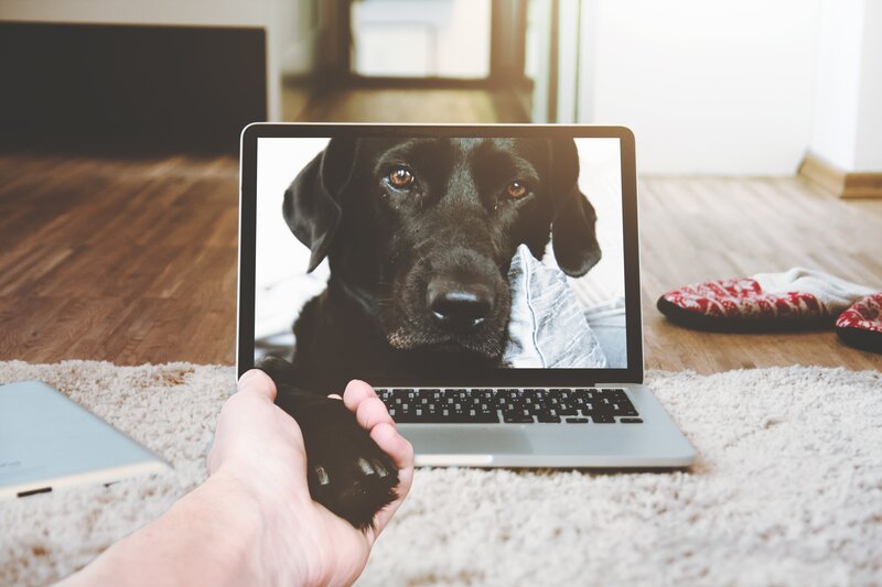 Black Dog on Laptop