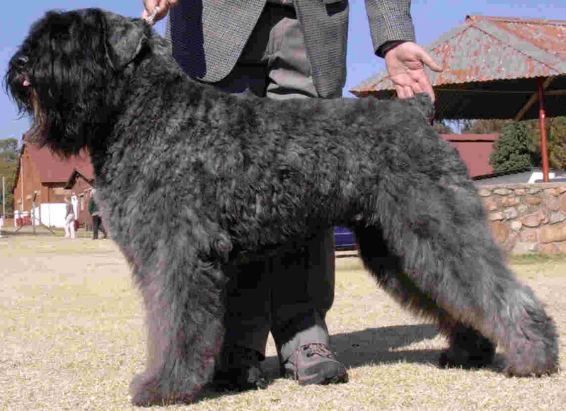 Black Dog on Leash — Outdoor