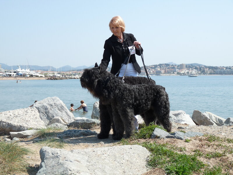 Black Dog on Leash