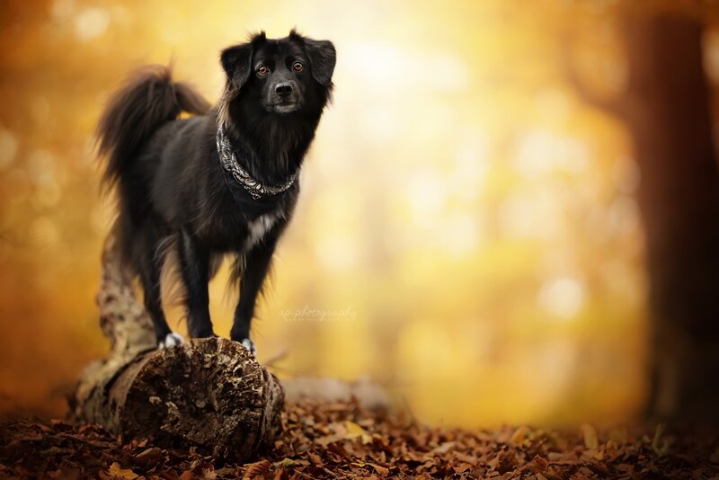Black Dog on Log — Yellow
