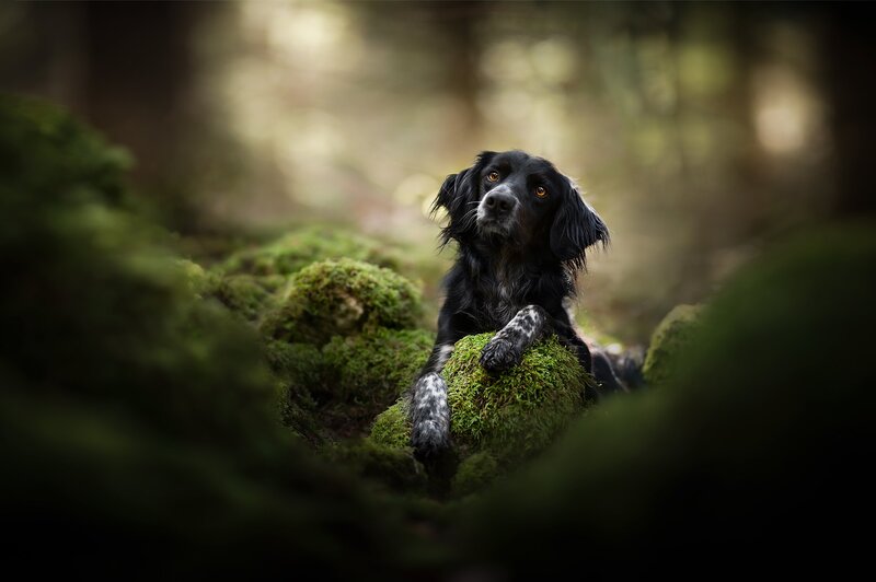 Black Dog on Moss