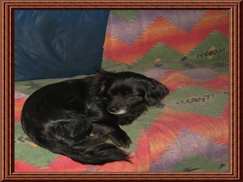 black dog on patterned blanket