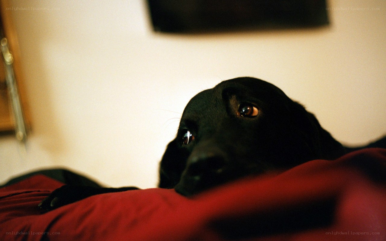 black dog on red blanket