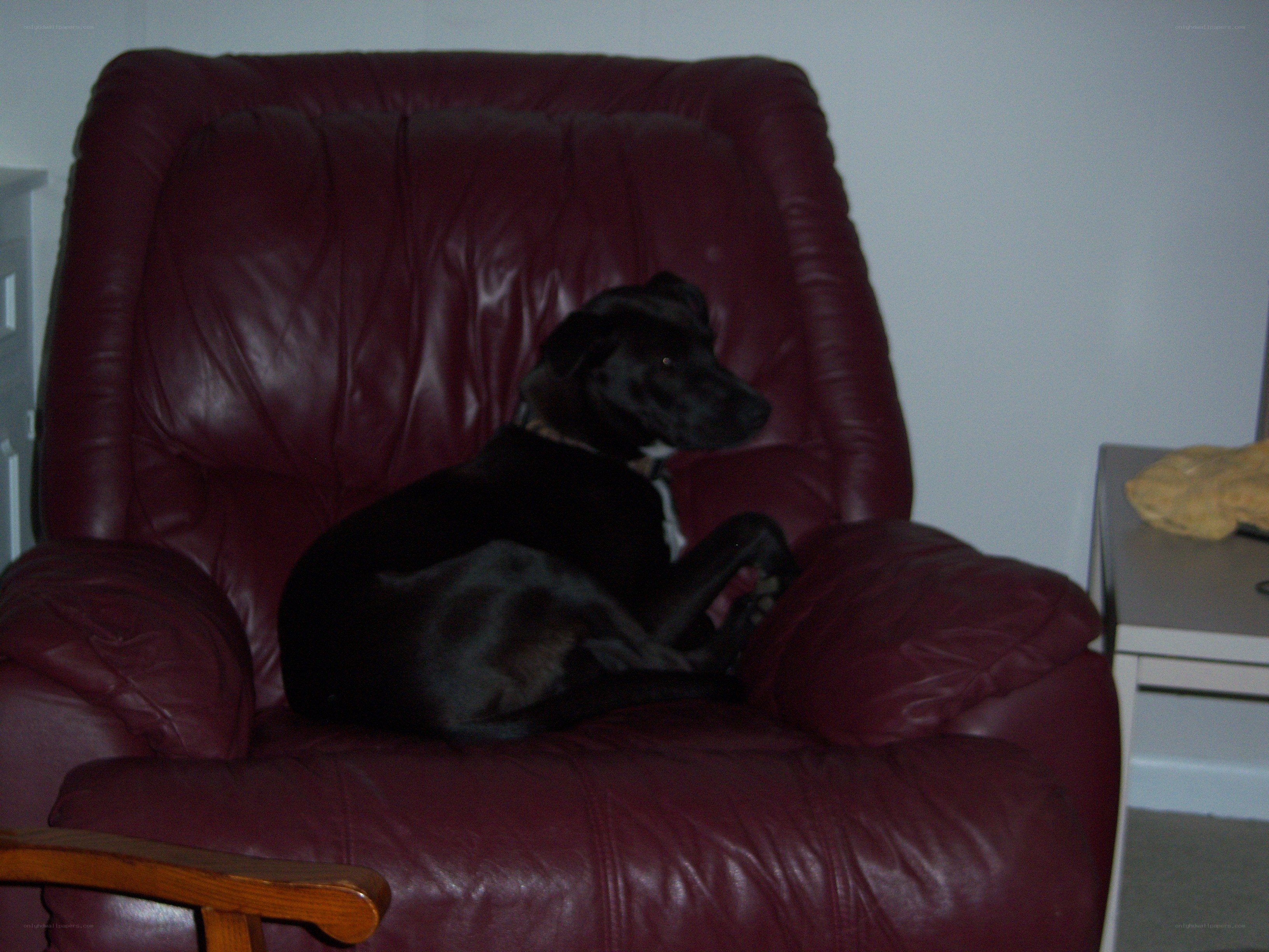 black dog on red chair
