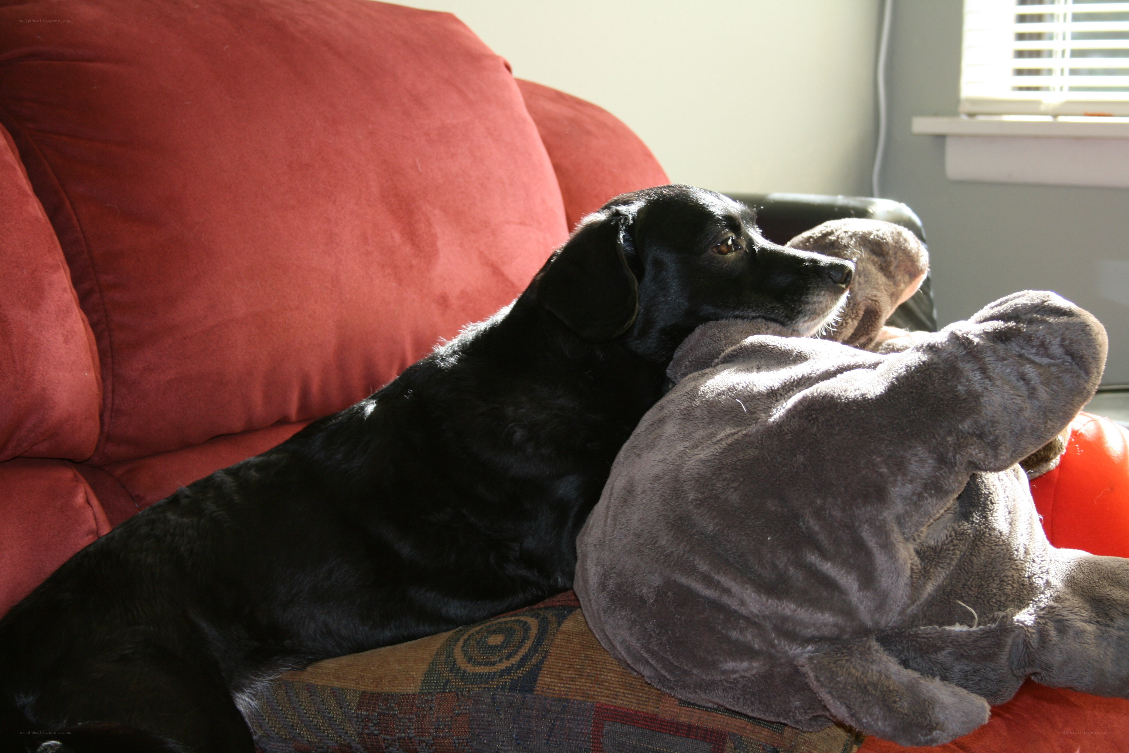 black dog on red couch