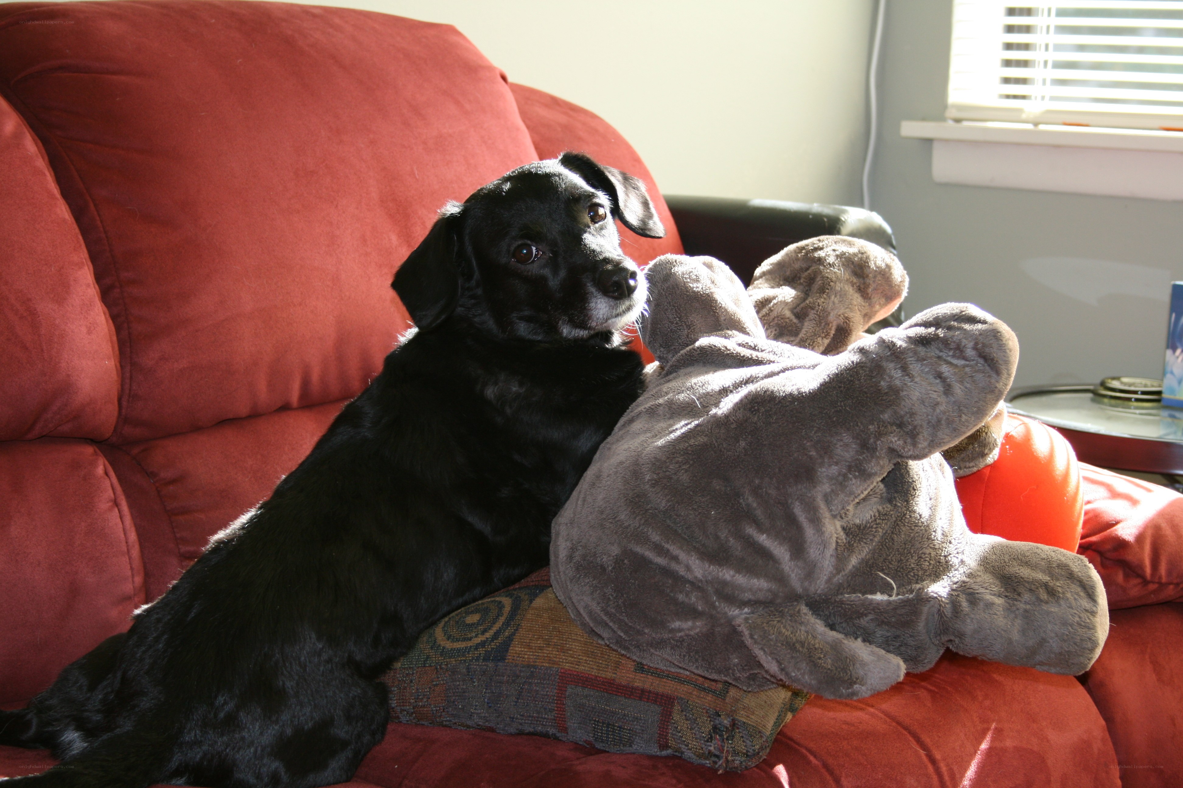 Black dog on red couch